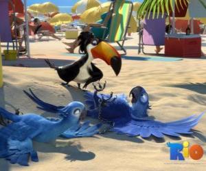 пазл Рио-фильм с тремя из его героев: ара Blu, Jewel и Tucan Рафаэль на пляже